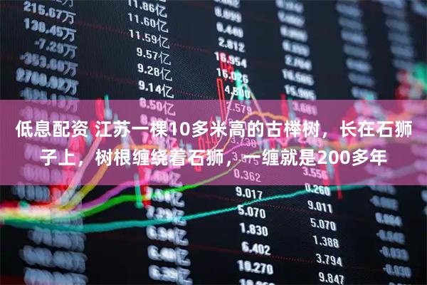 低息配资 江苏一棵10多米高的古榉树，长在石狮子上，树根缠绕着石狮，一缠就是200多年